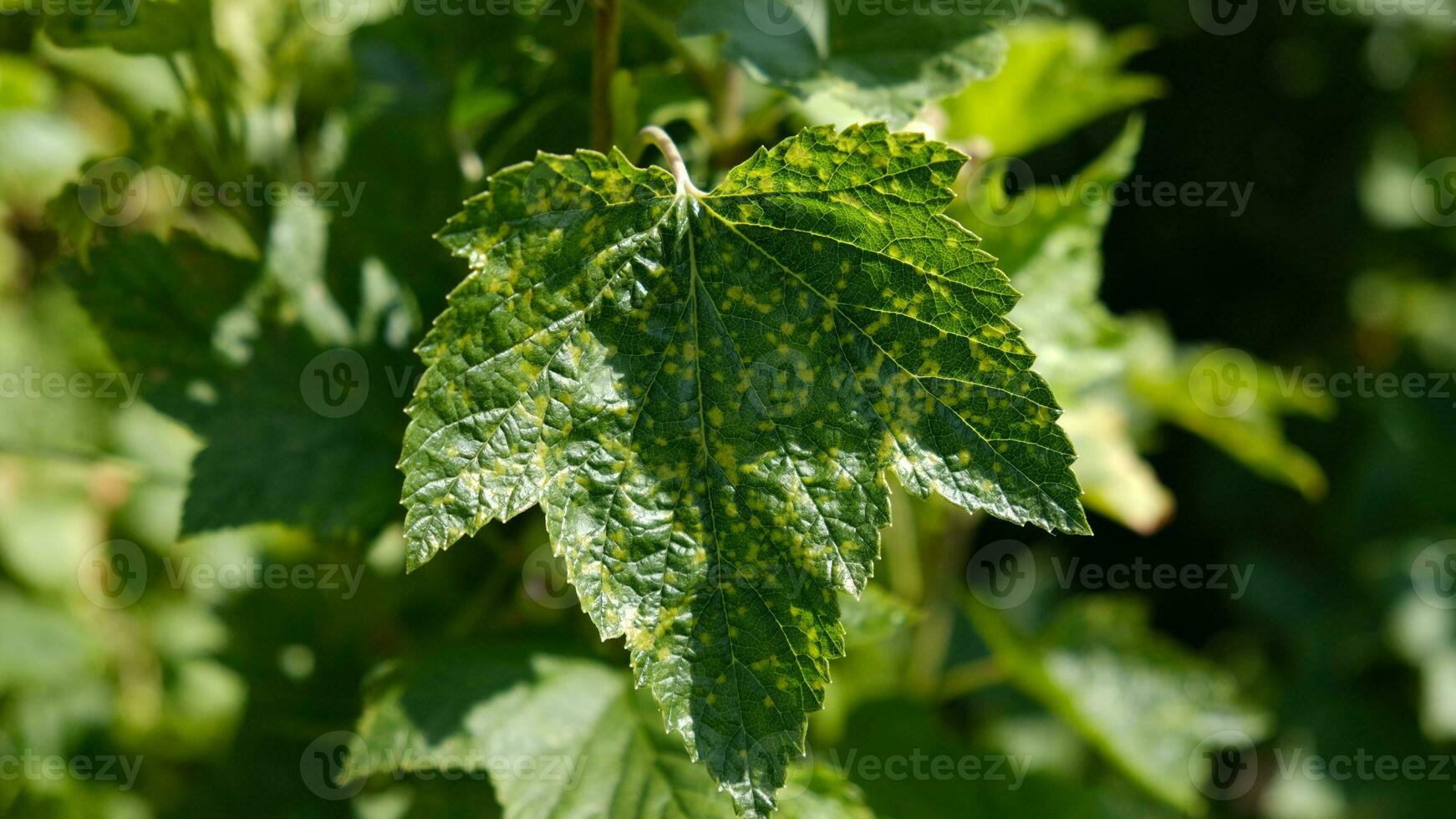 Currant leaves damaged by fungal diseases or insect pests. Deficiency or excess of elements and microelements of plant nutrition, disease. photo