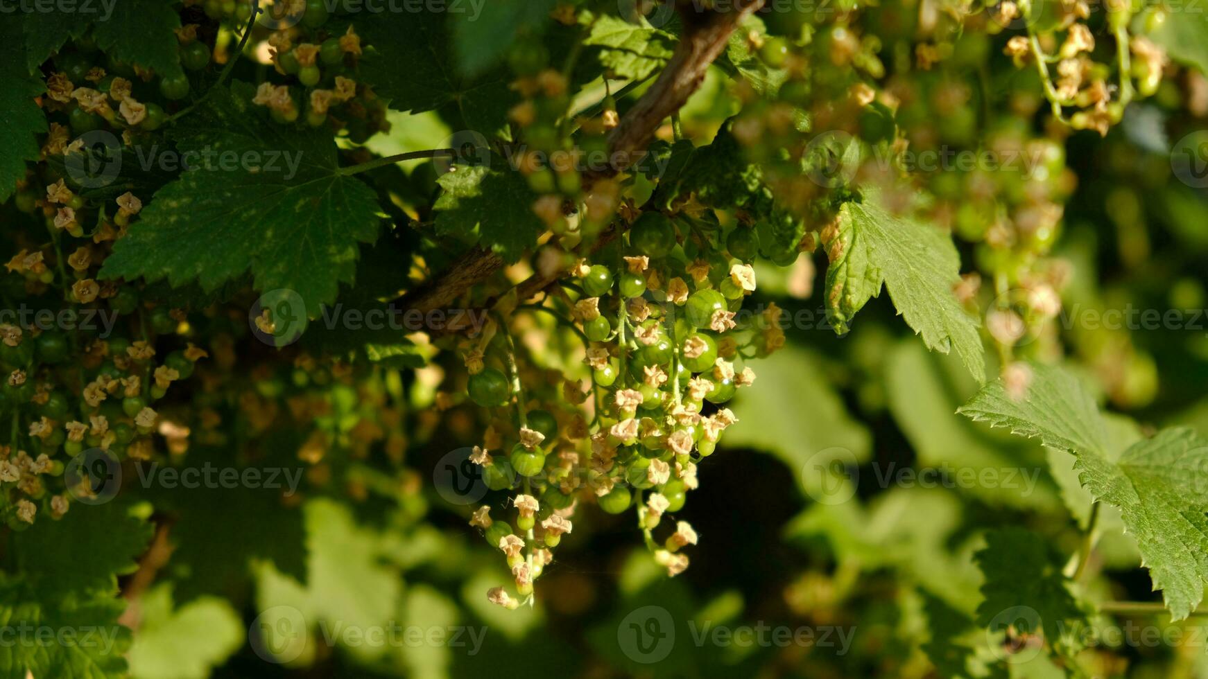 Blooming and green ovary of berries currants, several flowers on branch. Flowering bush of red, black or white currant with green leaves in the garden. Unripe green berries of currant close-up. photo