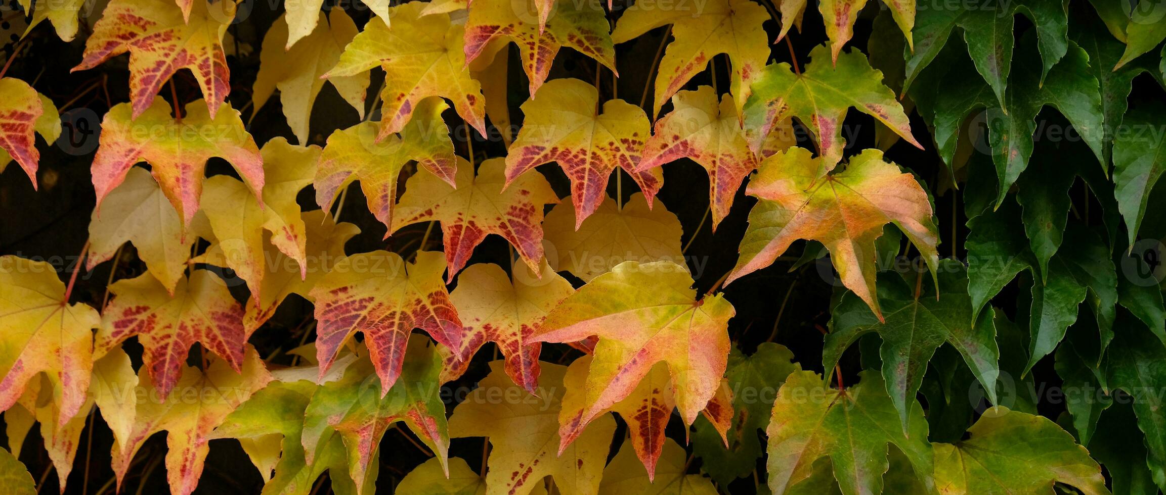 Autumn colors bright pink, yellow, green leaves of maiden grapes on wall in fall. Bright colors of autumn. Parthenocissus tricuspidata or Boston ivy changing color in Autumn. Nature pattern photo