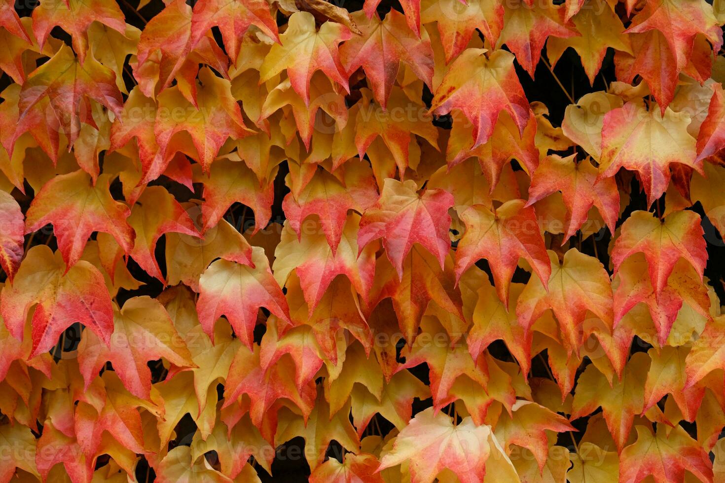 Autumn colors bright pink, yellow, green leaves of maiden grapes on wall in fall. Bright colors of autumn. Parthenocissus tricuspidata or Boston ivy changing color in Autumn. Nature pattern photo