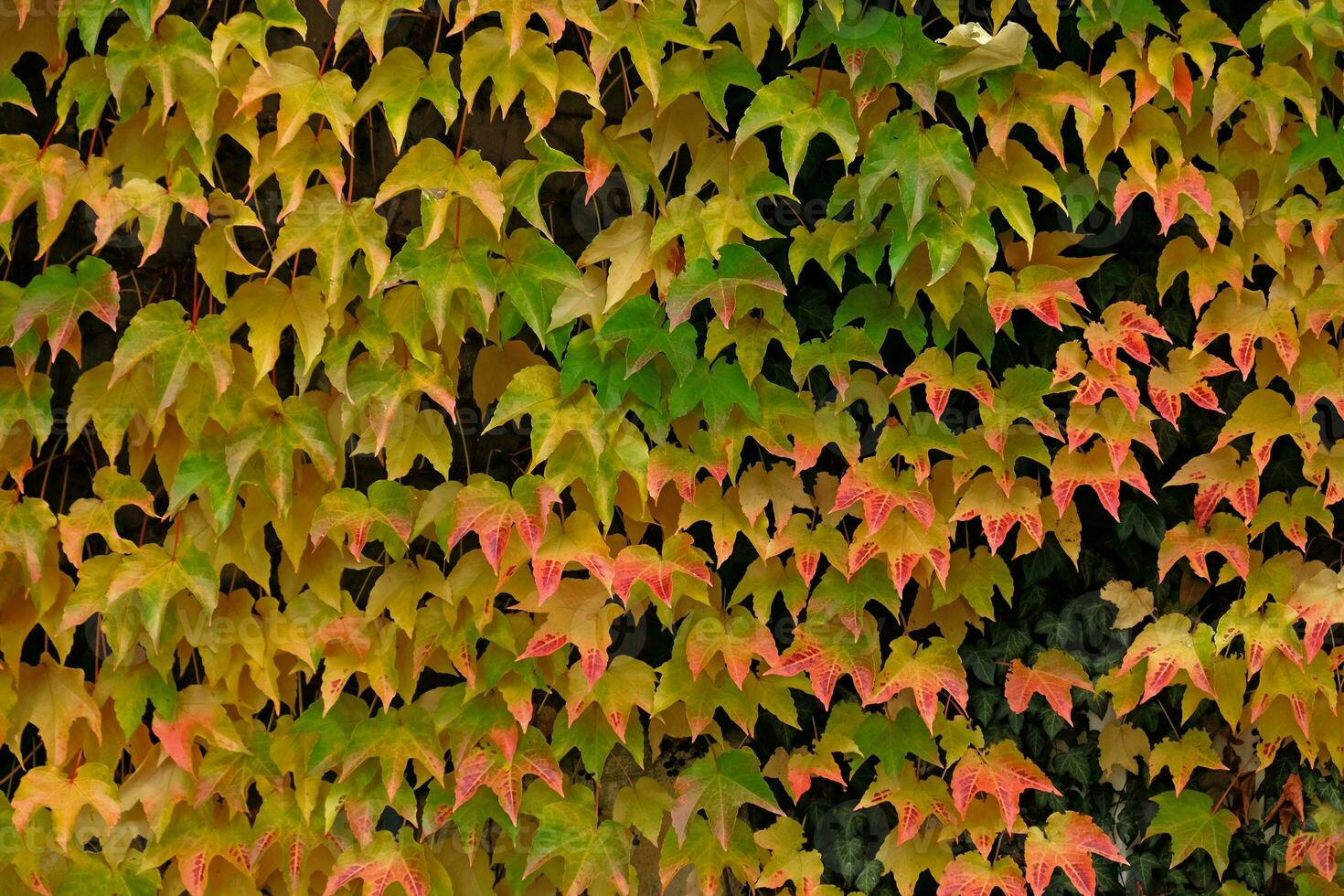 Autumn colors bright pink, yellow, green leaves of maiden grapes on wall in fall. Bright colors of autumn. Parthenocissus tricuspidata or Boston ivy changing color in Autumn. Nature pattern photo