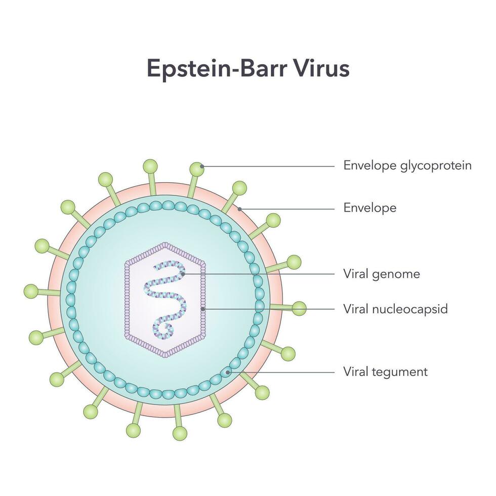 Epstein Barr Virus vector illustration graphic diagram