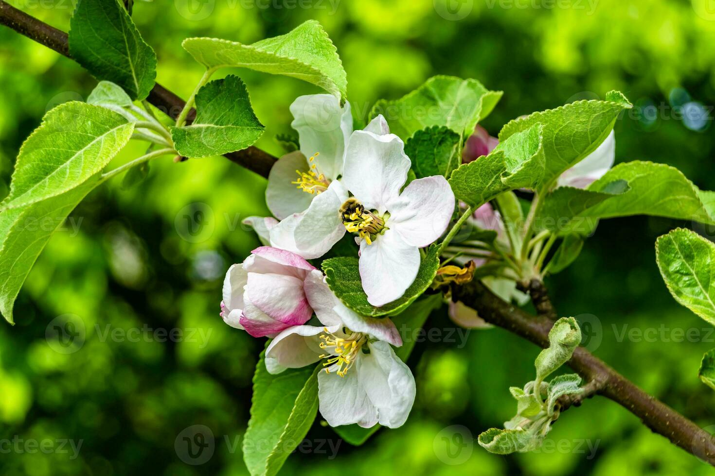 Photography on theme beautiful fruit branch apple tree with natural leaves under clean sky photo