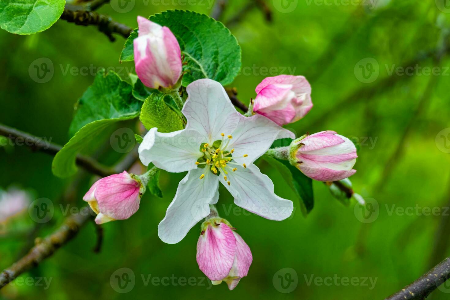 fotografía en tema hermosa Fruta rama manzana árbol con natural hojas debajo limpiar cielo foto