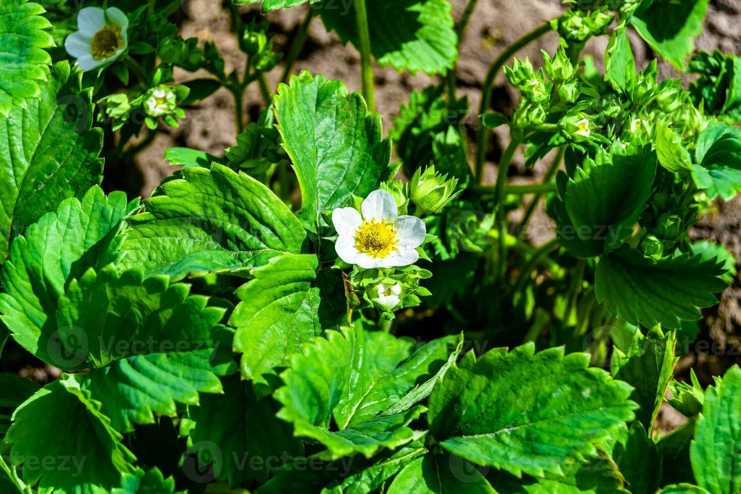 Photography on theme beautiful berry branch strawberry bush with natural leaves photo