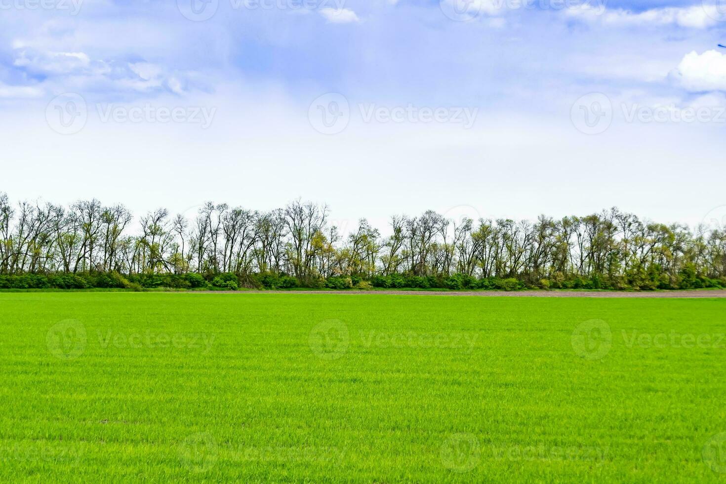 Beautiful horizon scenery in village meadow on color natural background photo