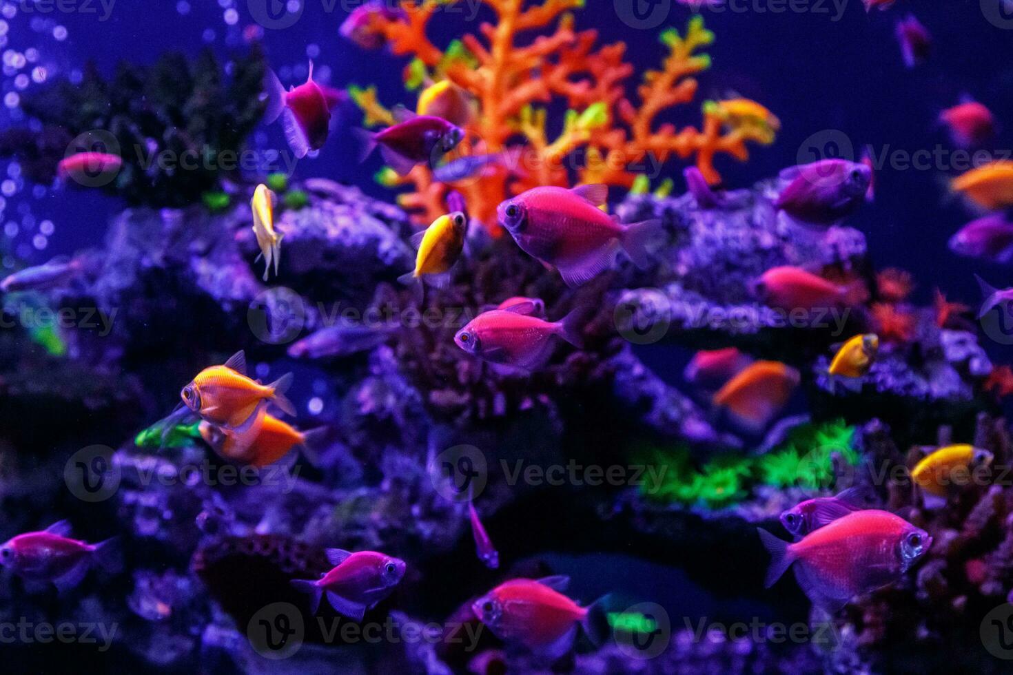 macro beautiful fish glo tetra fish danio rerio photo