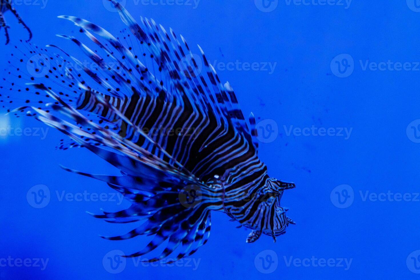 Fish Lionfish - Zebra, Pterois volitans photo