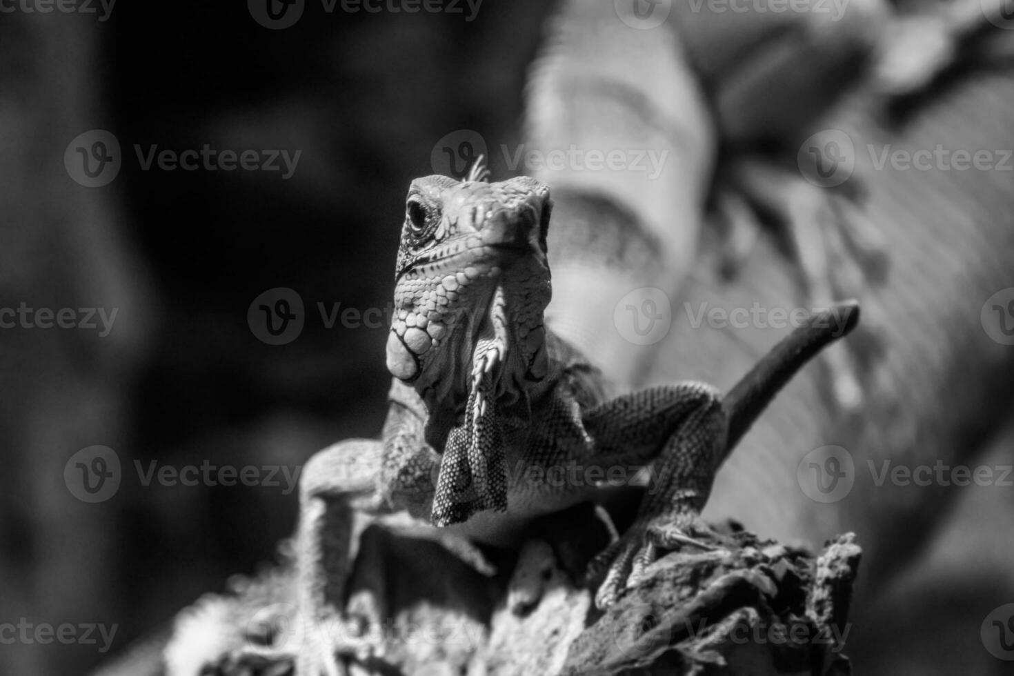 beautiful iguana lizard photo