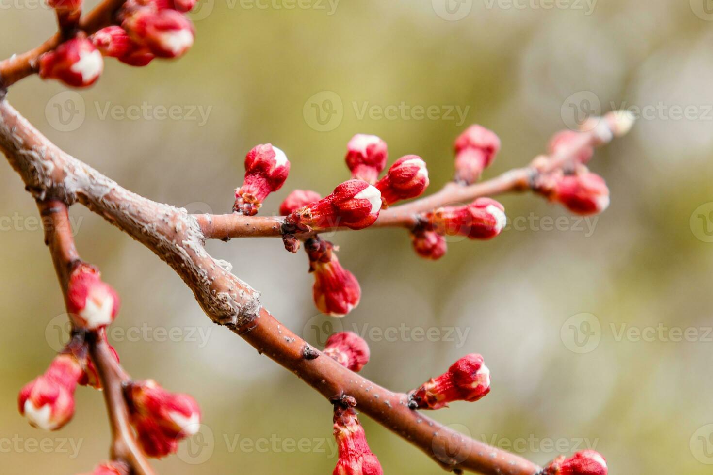 beautifully flowering cherry branches on which the bees sit photo