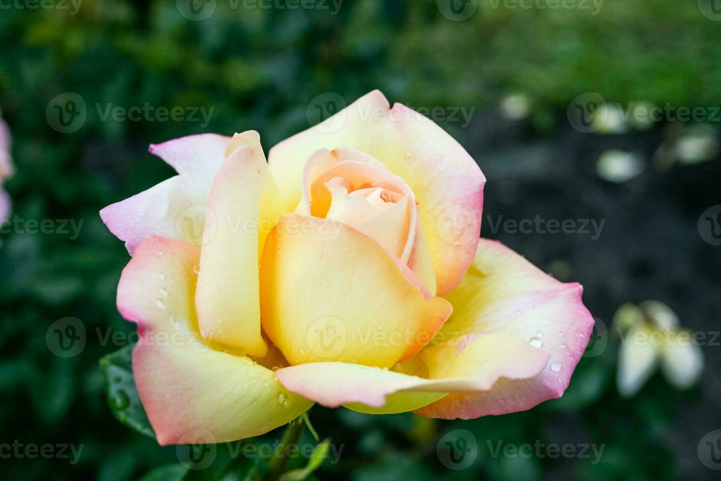 Flowering summer rose in bud photo