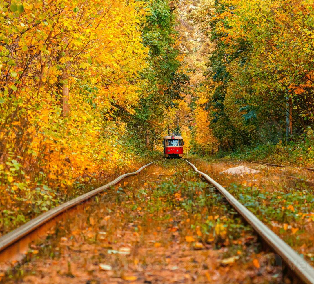 Autumn forest through which an old tram rides Ukraine photo