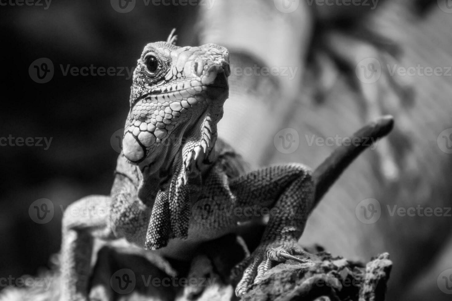 beautiful iguana lizard photo