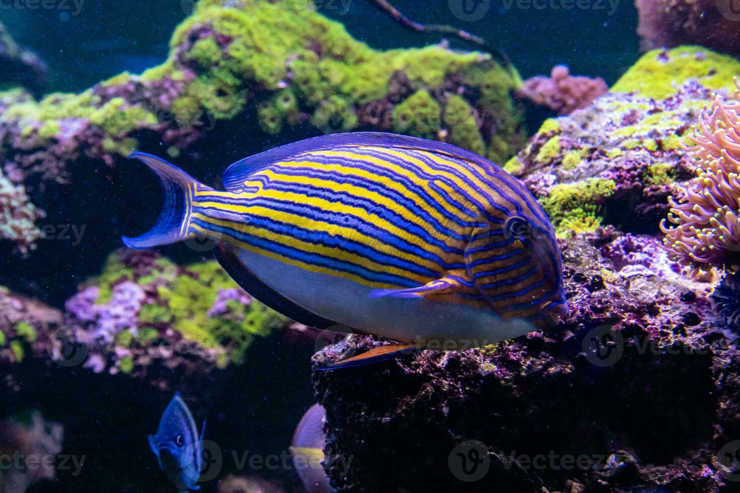 acanto lineatus pescado foto