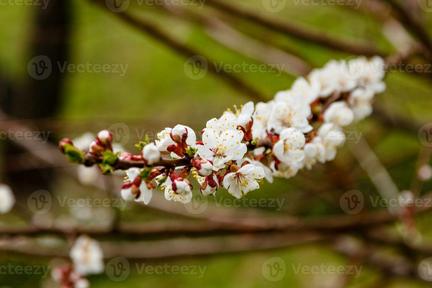 beautifully flowering cherry branches on which the bees sit photo