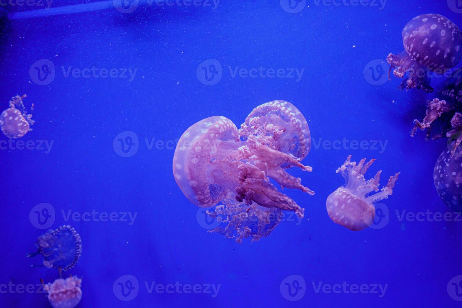 macro of a beautiful jellyfish mastigias papua photo