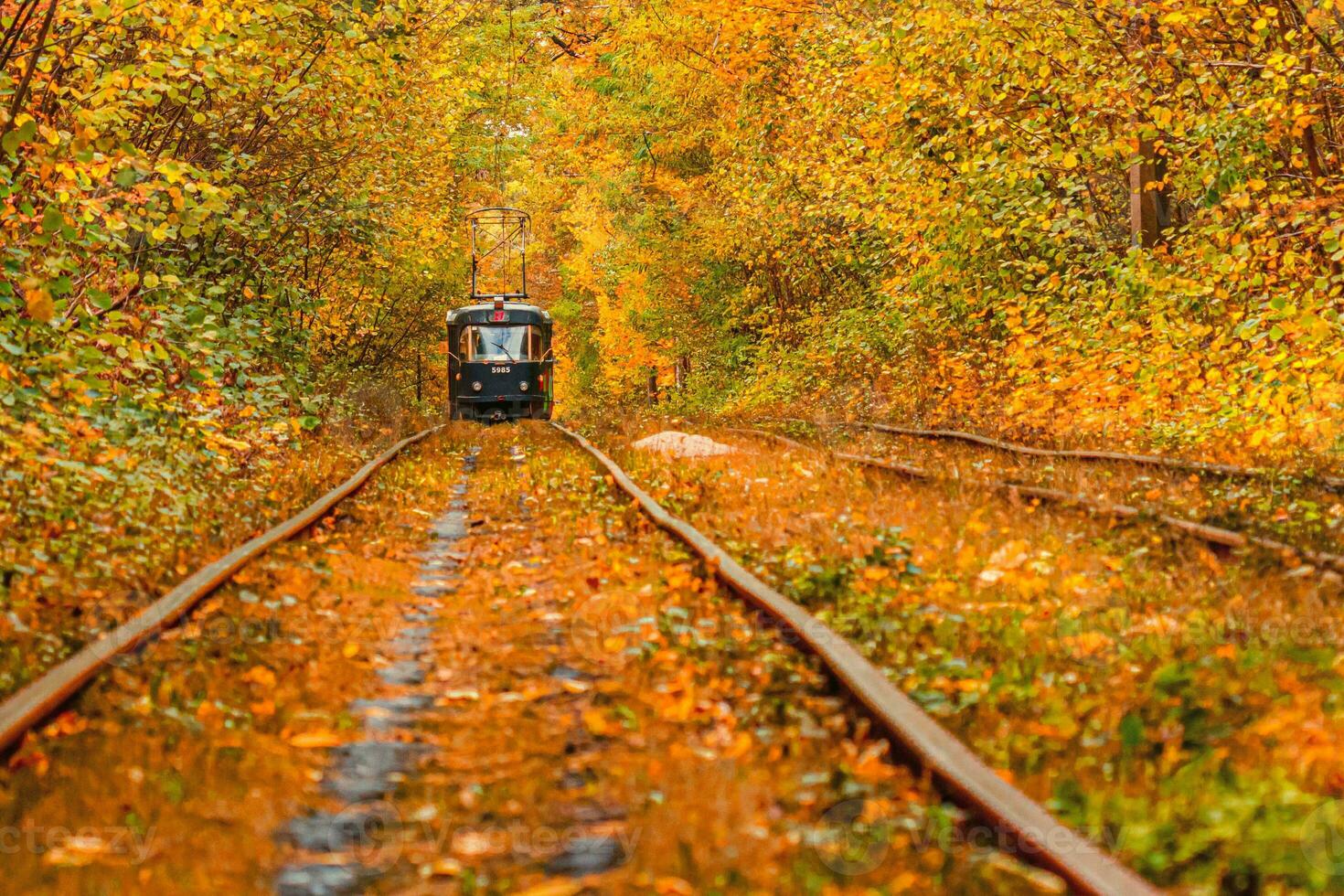 Autumn forest through which an old tram rides Ukraine photo