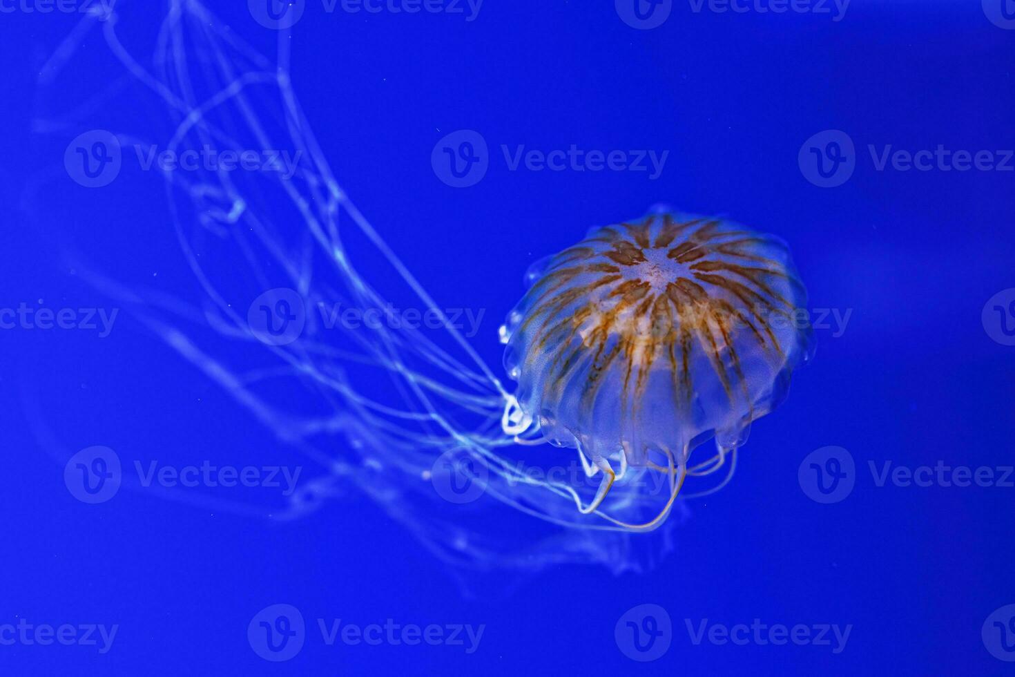 macro photography underwater northern sea nettle or brown jellyfish jellyfish photo