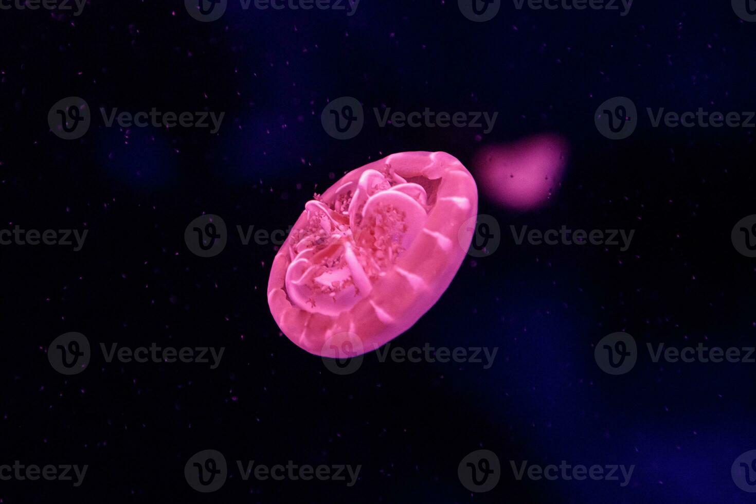 macro of a beautiful jellyfish cassiopea andromeda photo