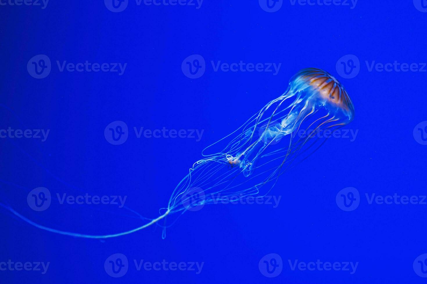 macro photography underwater northern sea nettle or brown jellyfish jellyfish photo