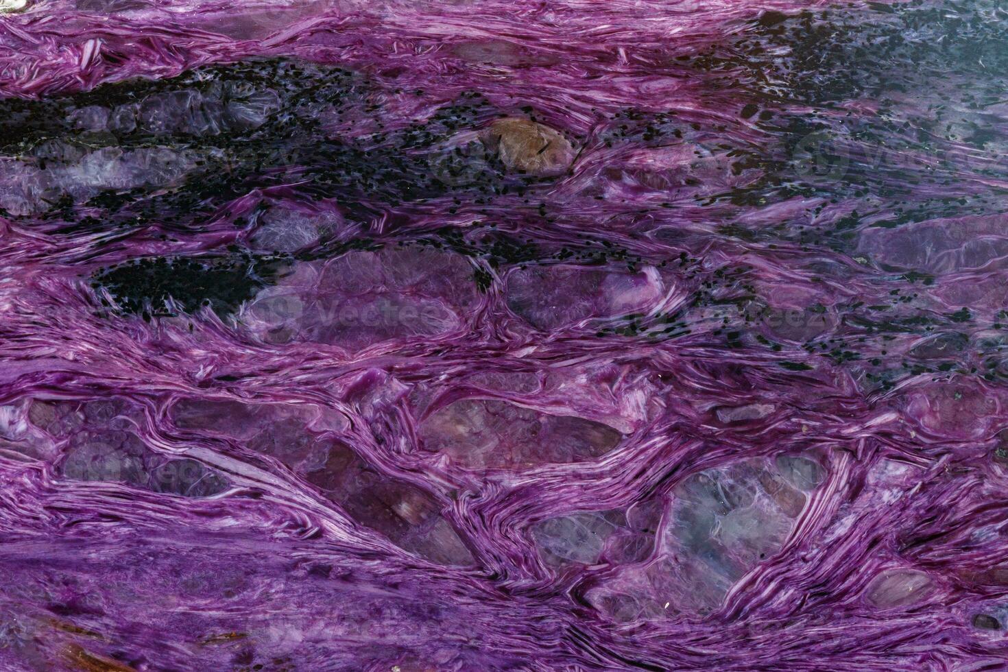 macro mineral stone Charoite on a white background photo