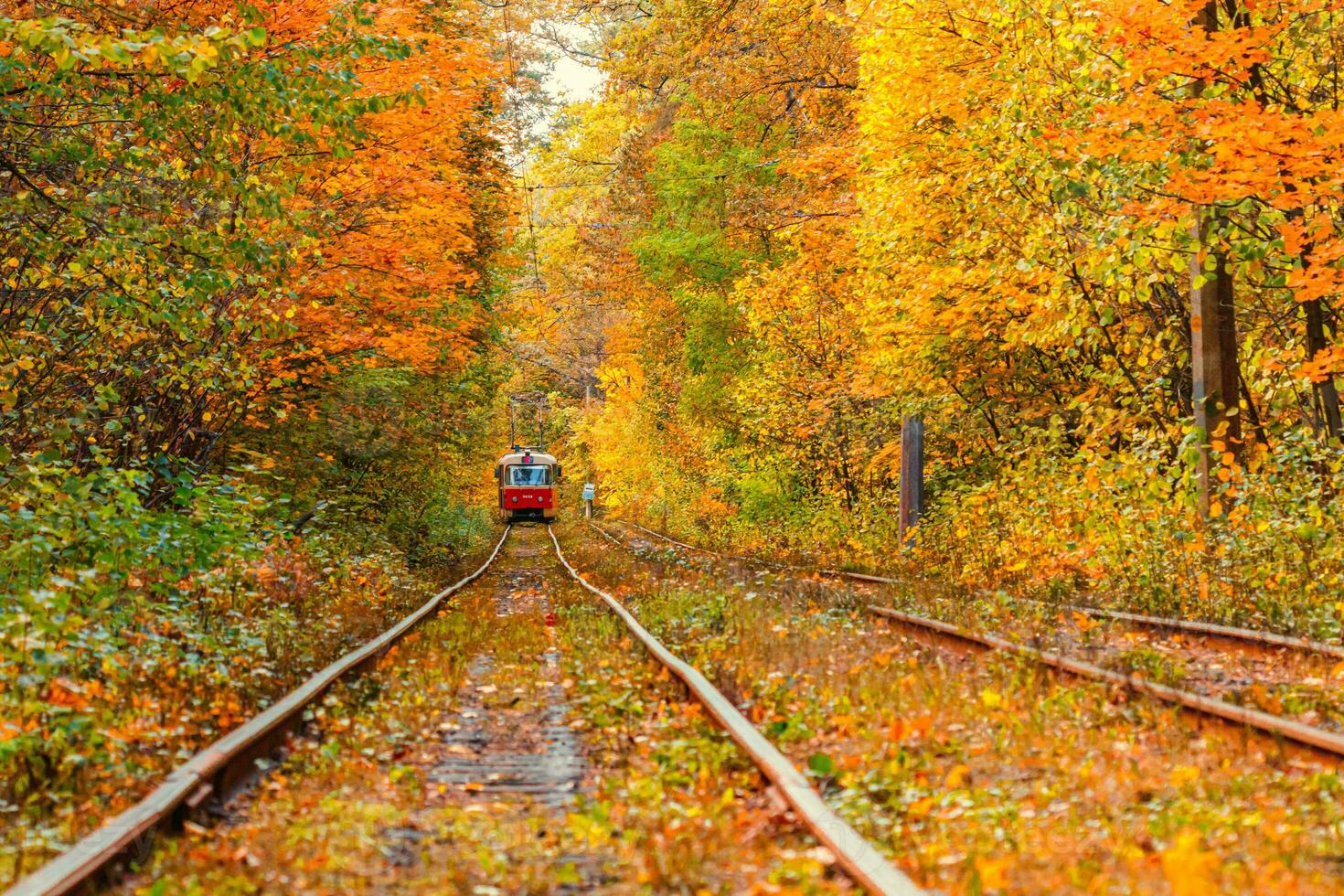 Autumn forest through which an old tram rides Ukraine photo