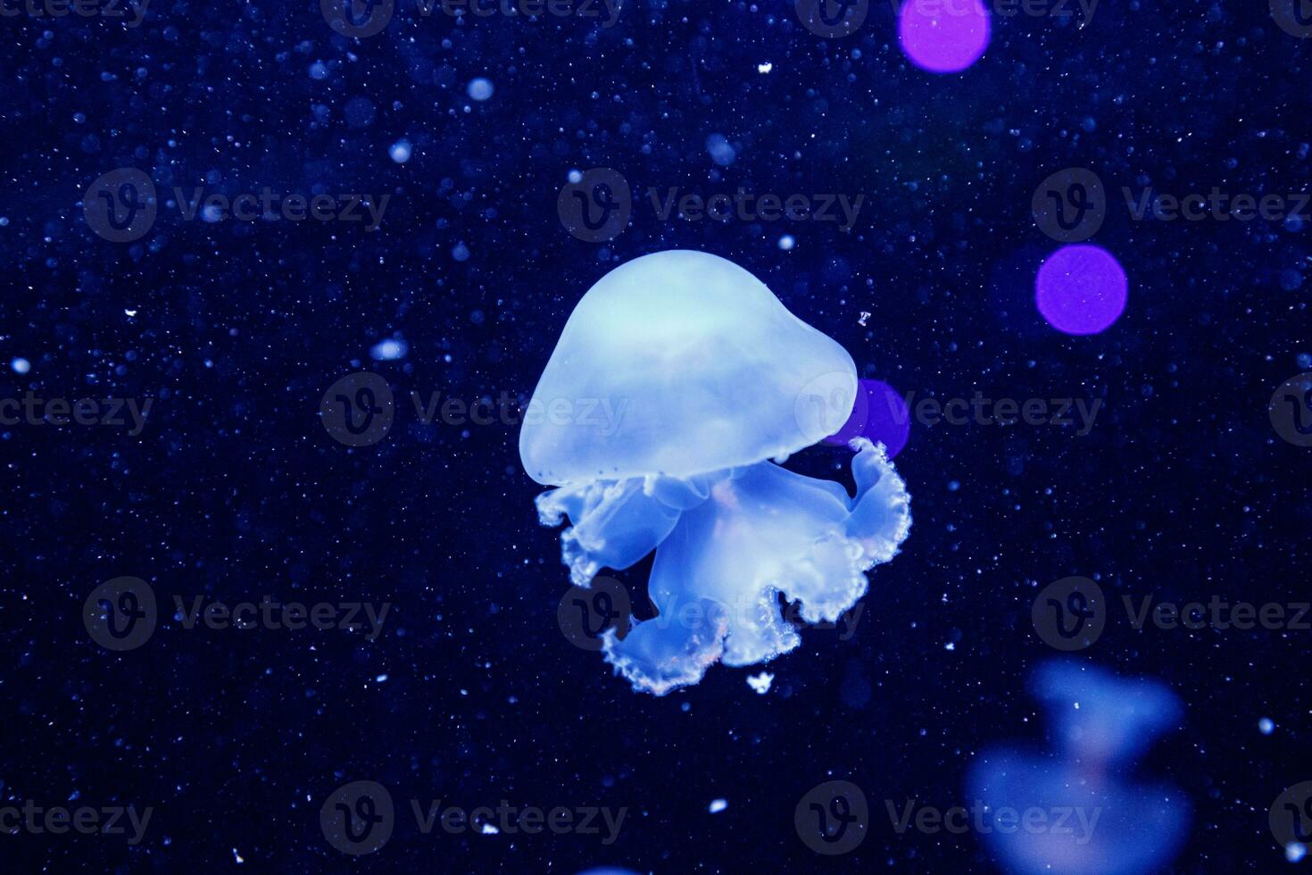 macro of a beautiful jellyfish stomolophus meleagris photo