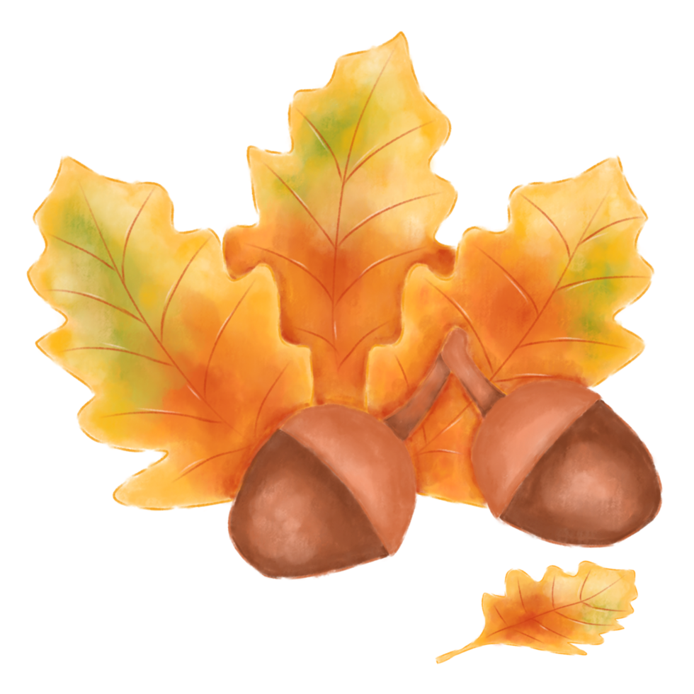 Watercolor of autumn leaves and acorn on transparent background. Autumnal season for wedding invitation or greeting card. png