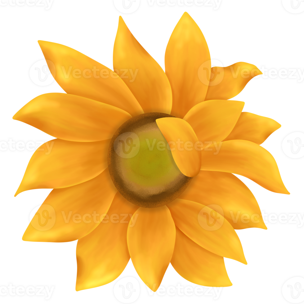 illustratie van zonnebloem waterverf Aan transparant achtergrond. zomer geel bloesem bloem. png