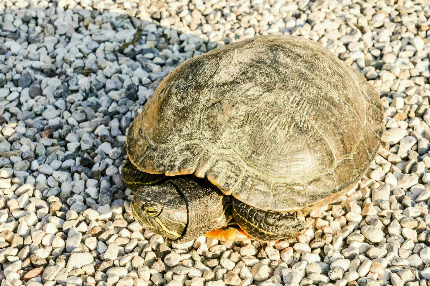 a turtle is walking on the ground photo