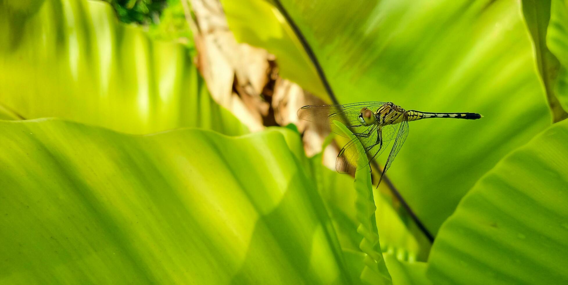 Dragonfly on Bird Nest's Fern leave or Asplenium nidus, Fern asplenium or spleenwort with insect. photo