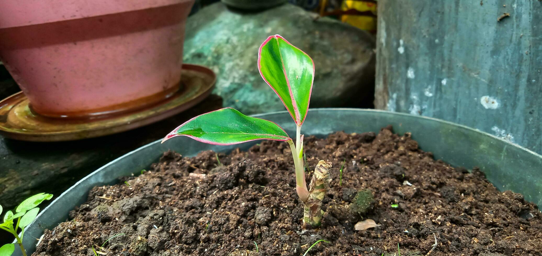 Plant seed of Aglaonema Siam Aurora or also known as Aglonema Lipstic is grown in pots, house plant, soil, indoor, hobby, Indoor flower home plant, growth, seed. photo