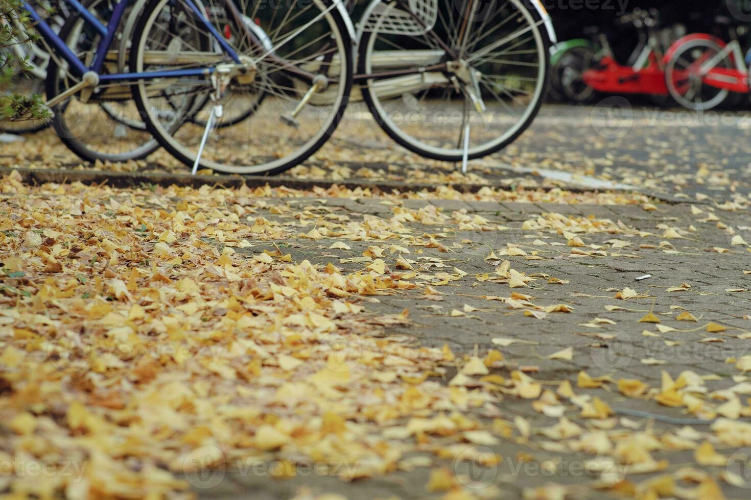 Selective focus on the falling ginkgo leaves on the floor with blurred foreground of ginkgo leaves and background of bicycle photo