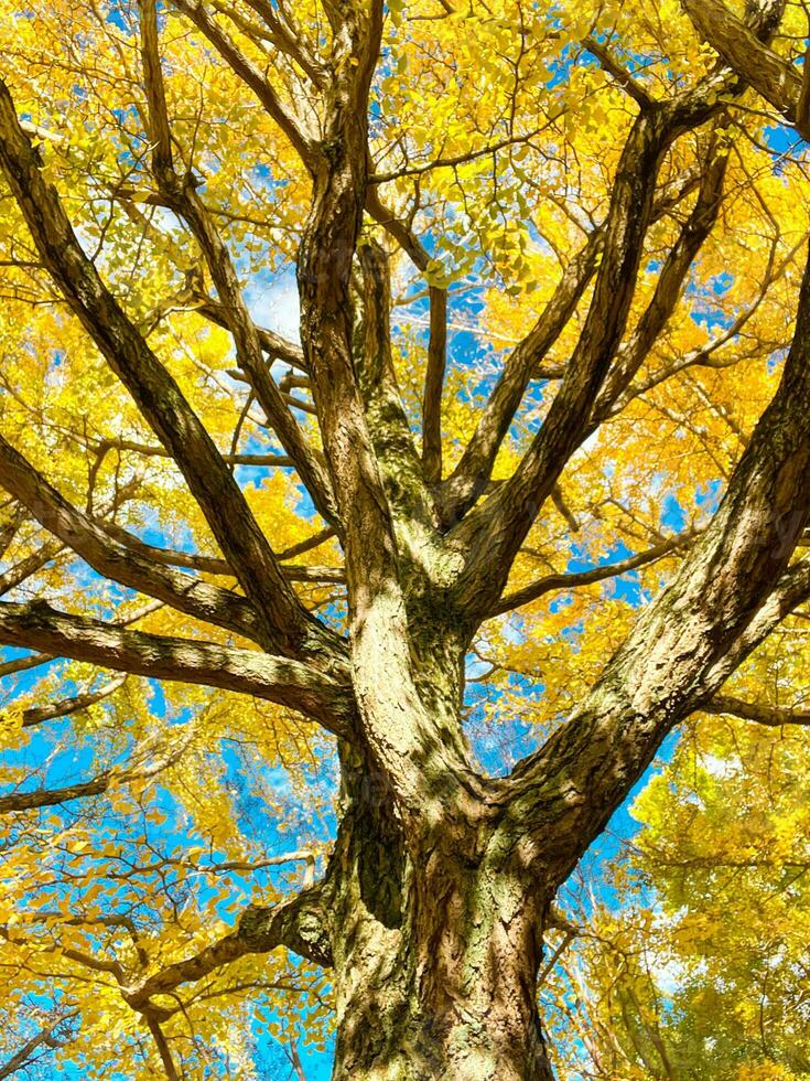 alto ángulo ver de gingko árbol con lleno de amarillo hojas en el ramas foto