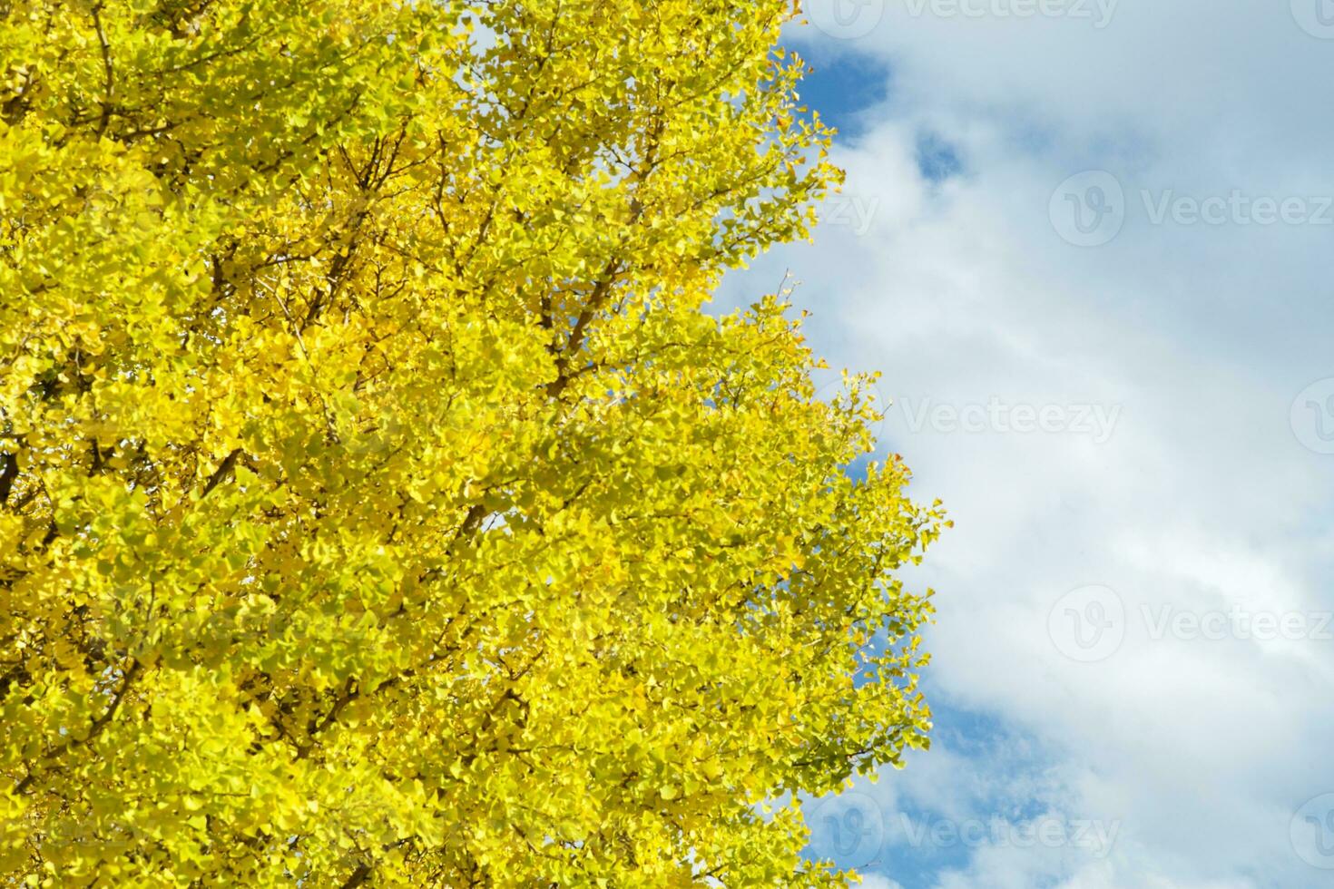 High angle view of ginkgo tree with full of yellow leaves on the branches photo