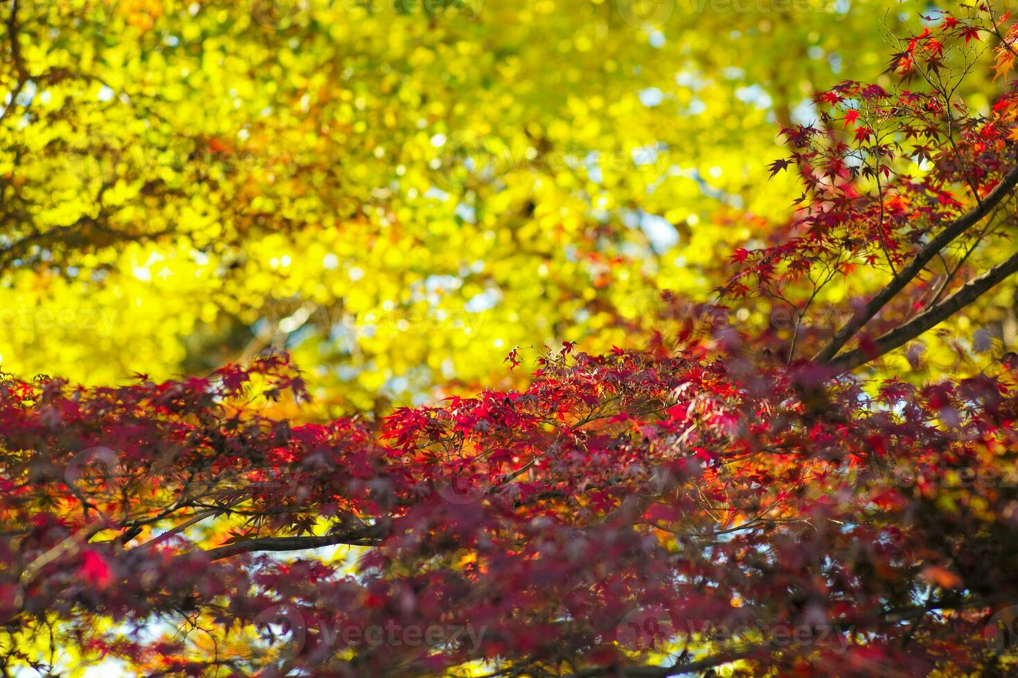Selective focus on the red maple leaves on the branches with blurred ginkgo leaves in background photo