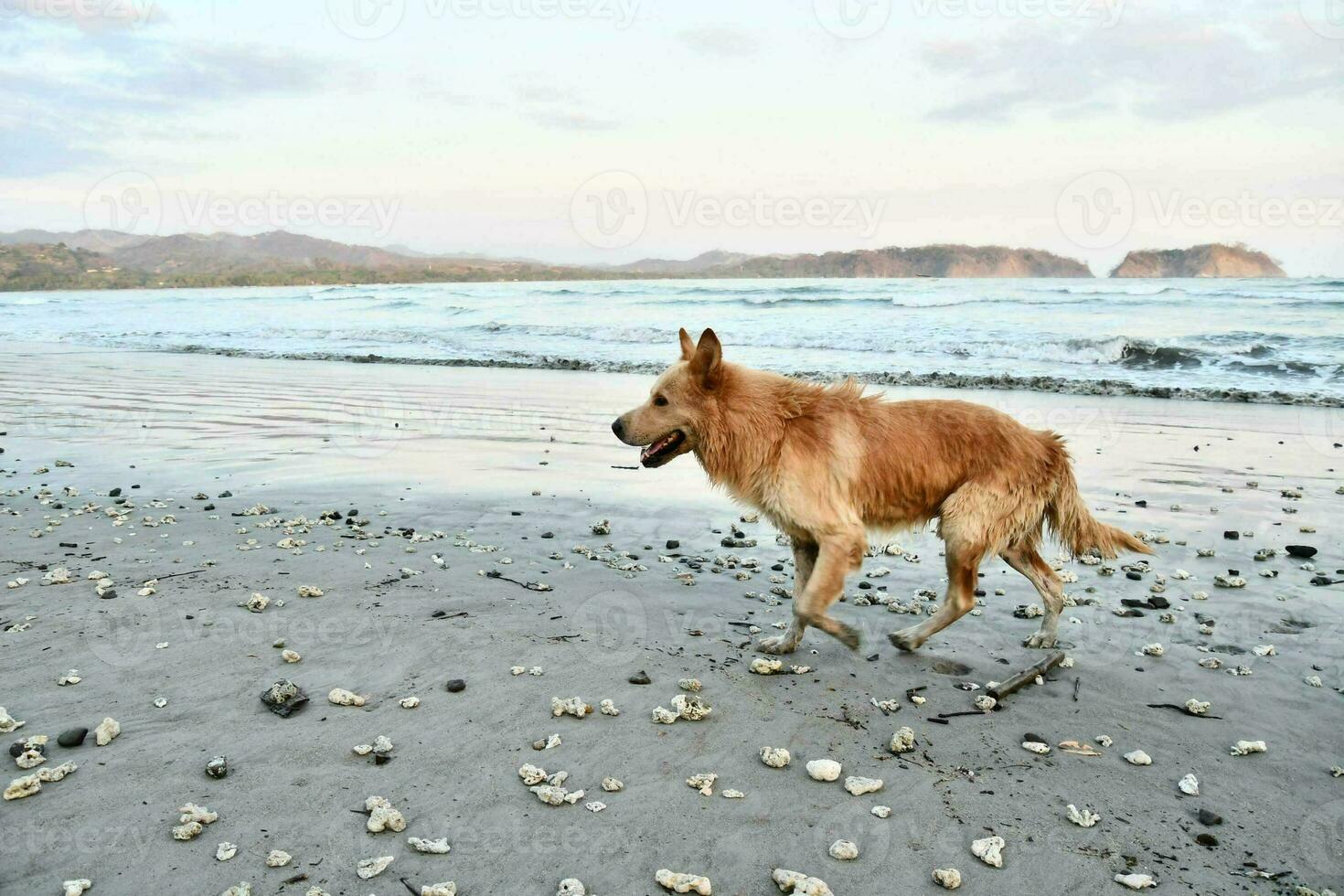 linda perro en el playa foto