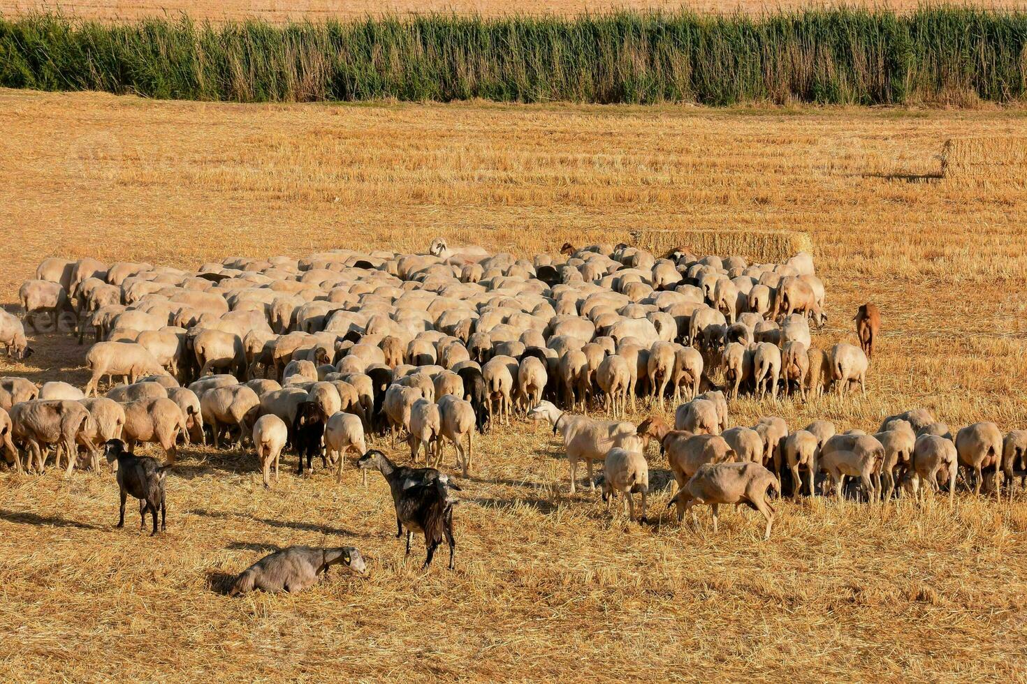 un grande manada de oveja en un campo foto