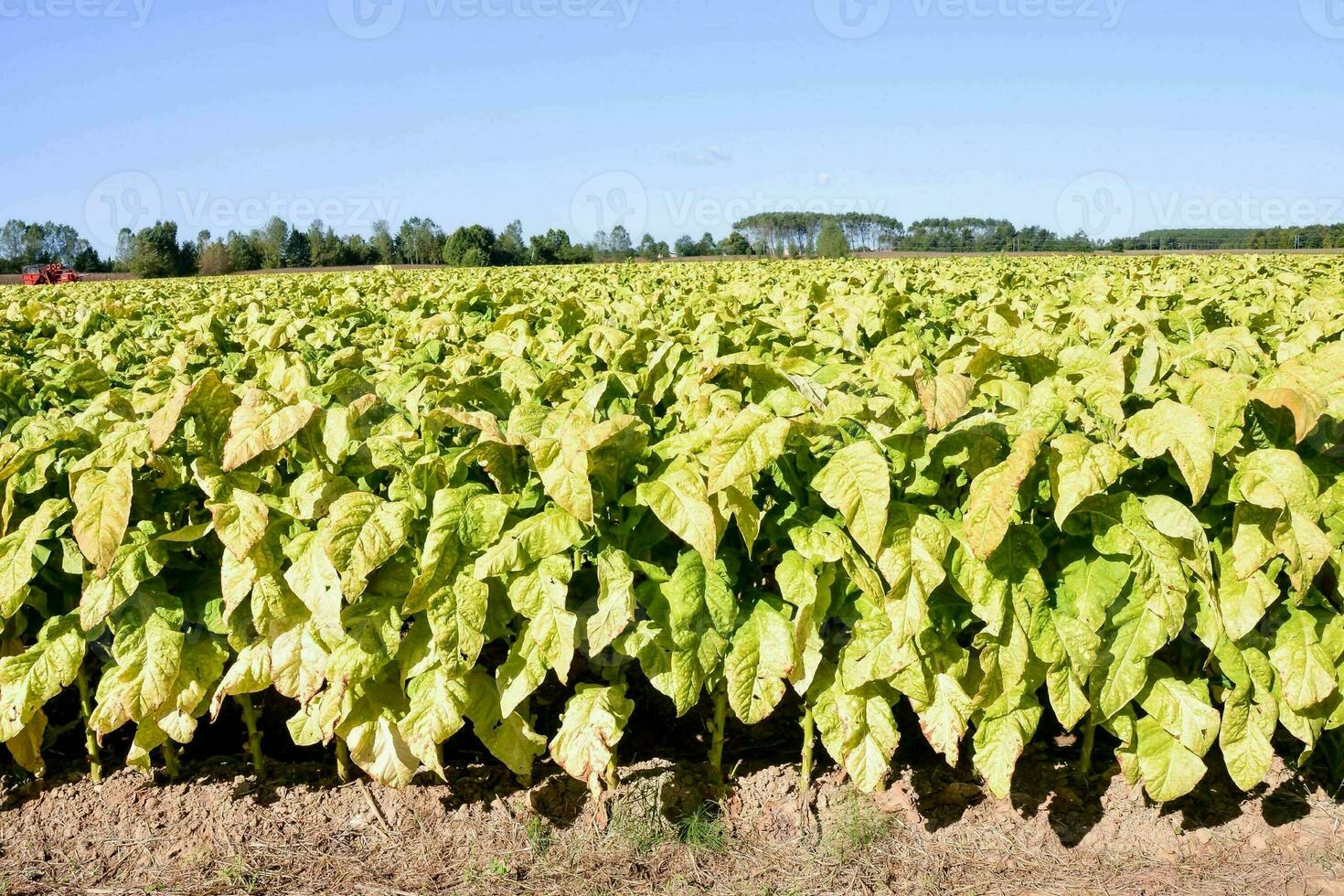 a field of tobacco plants photo