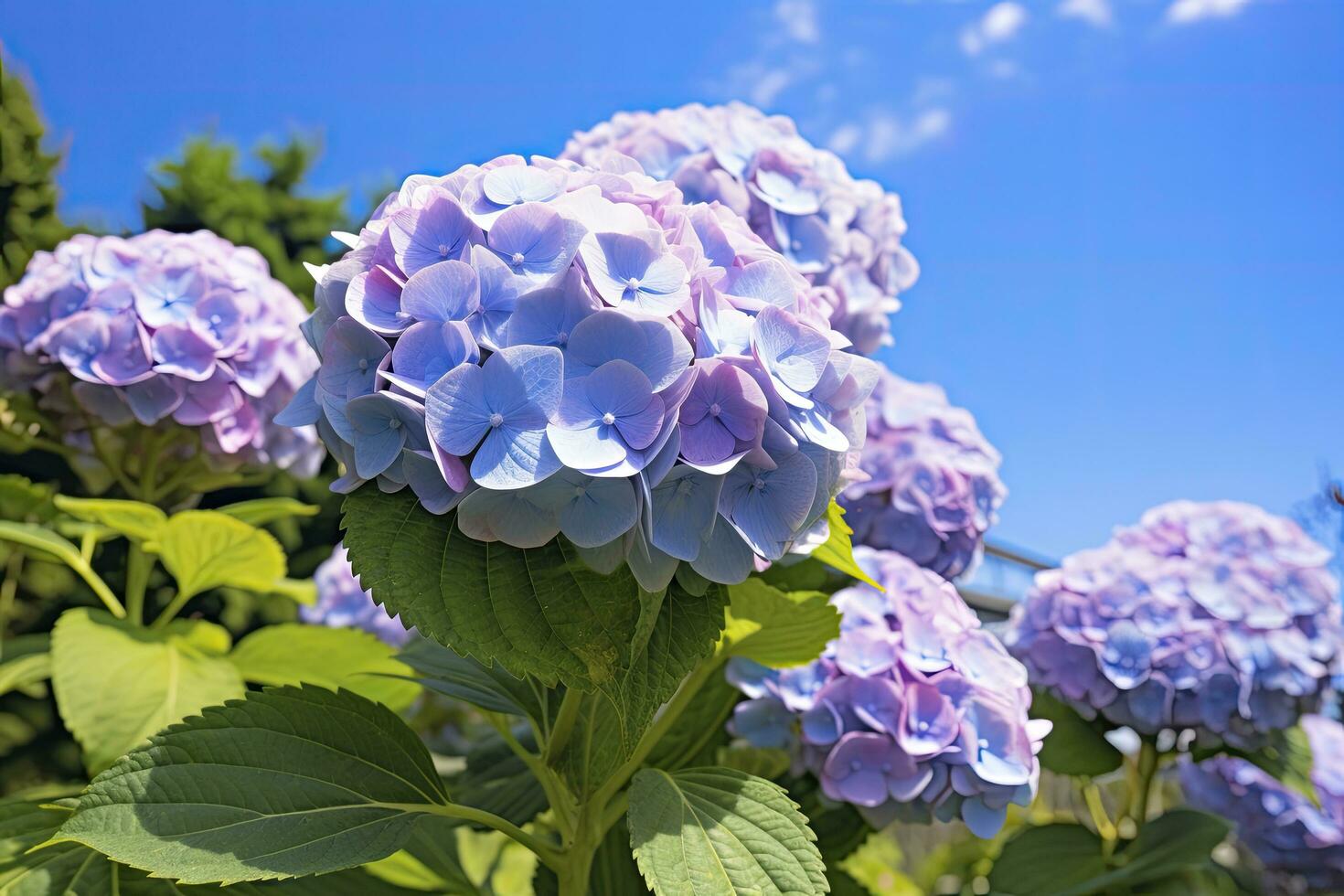 AI generated Blue French hydrangea under blue sky. AI Generated photo