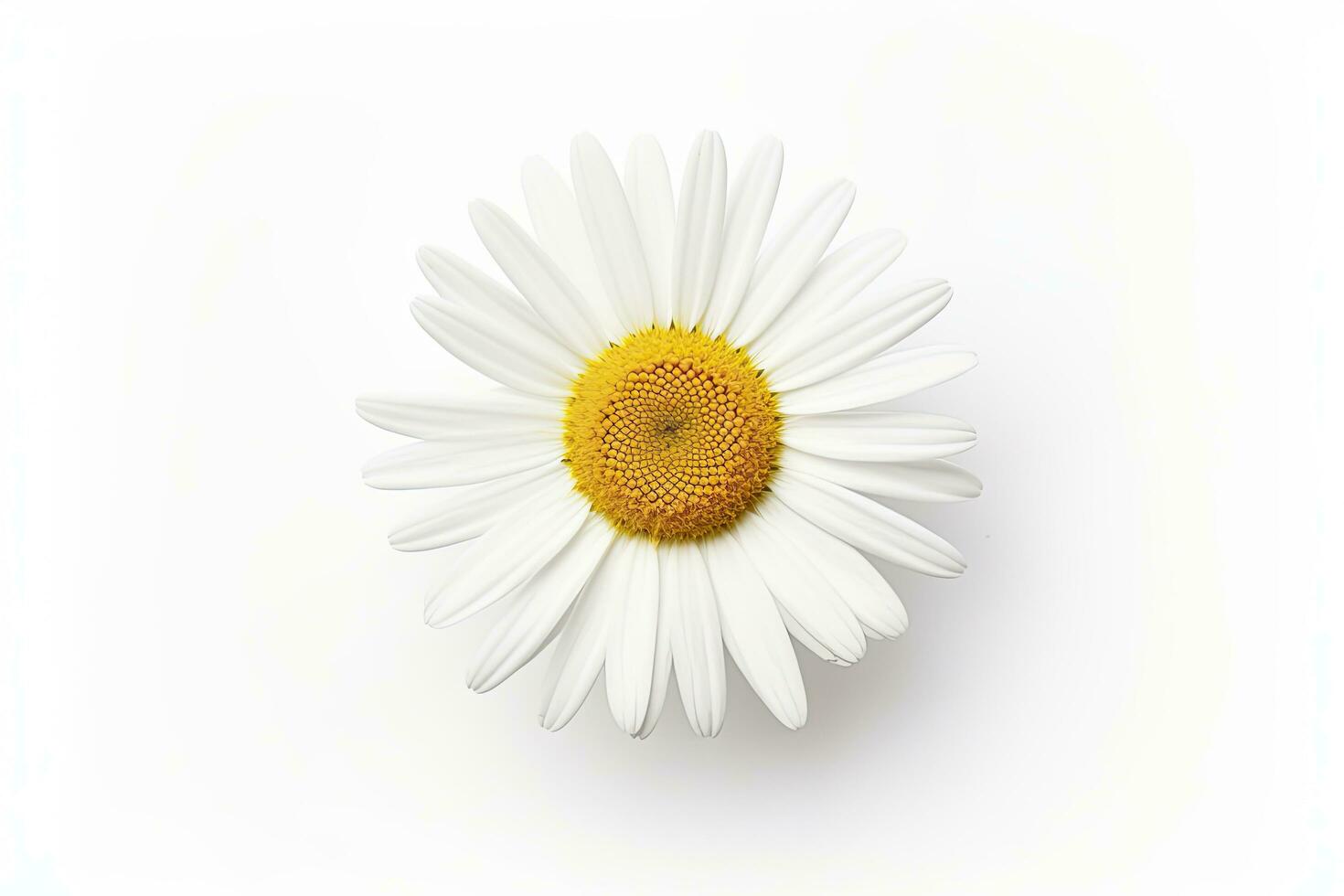 AI generated Common daisy isolated on white background. AI Generated photo