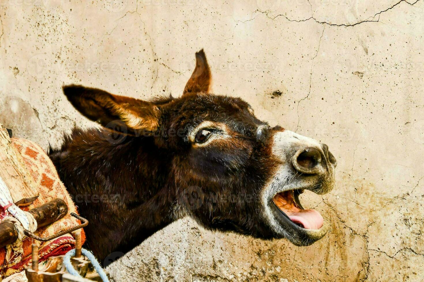 a donkey with its mouth open photo