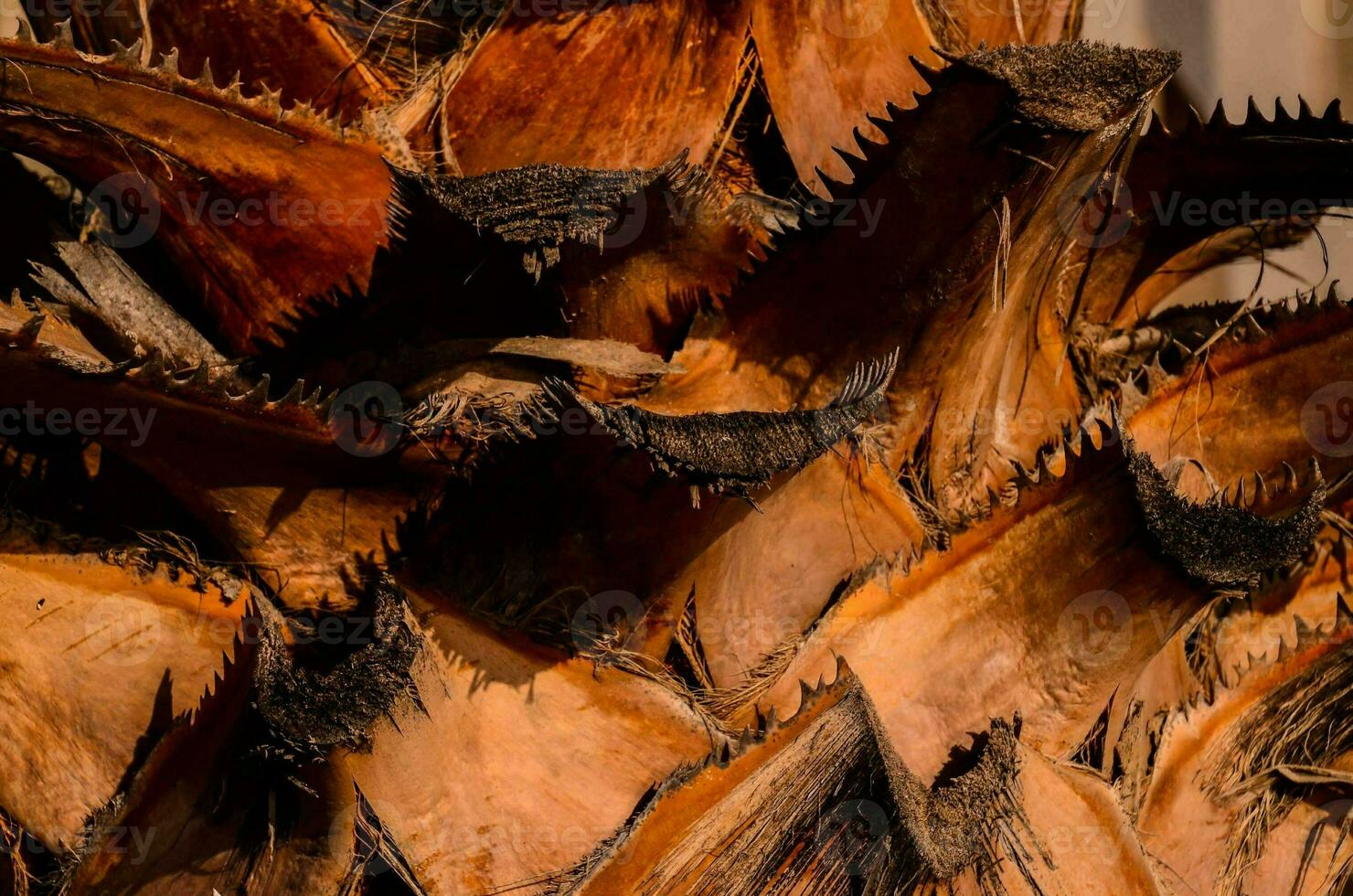 a close up of a palm tree with many leaves photo