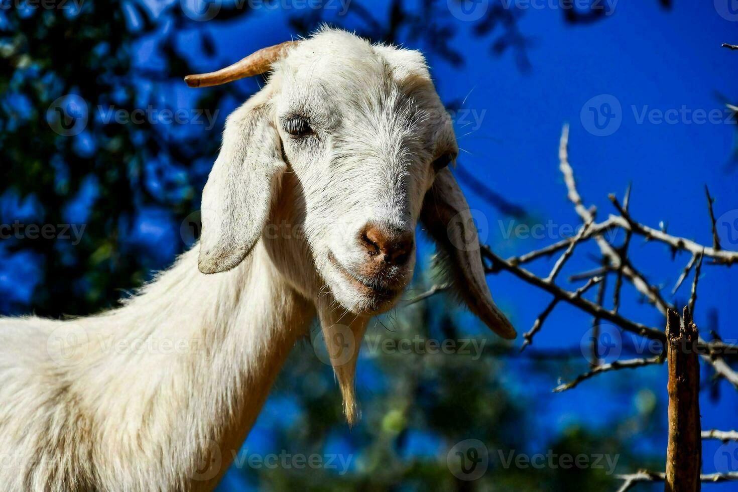 a goat with long horns standing in front of a tree photo