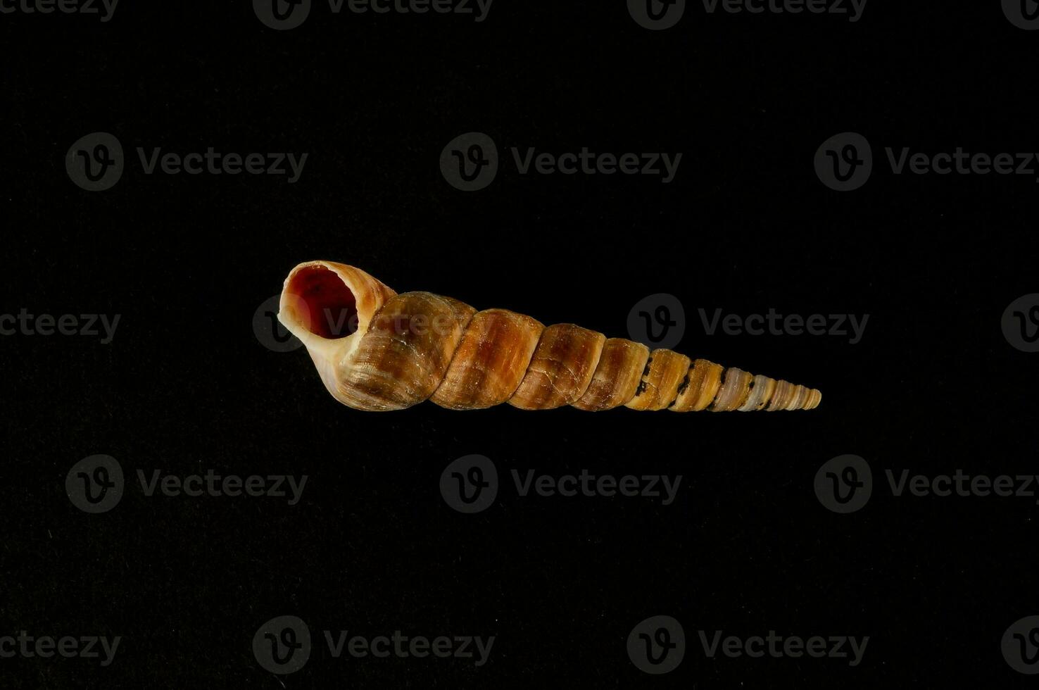 a conch shell on a black background photo