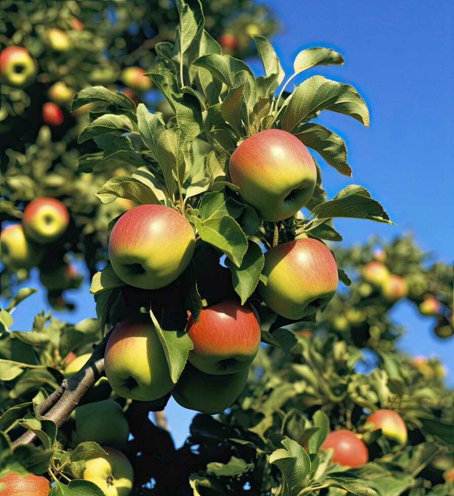 AI generated A apple tree withe apple against a blue sky photo