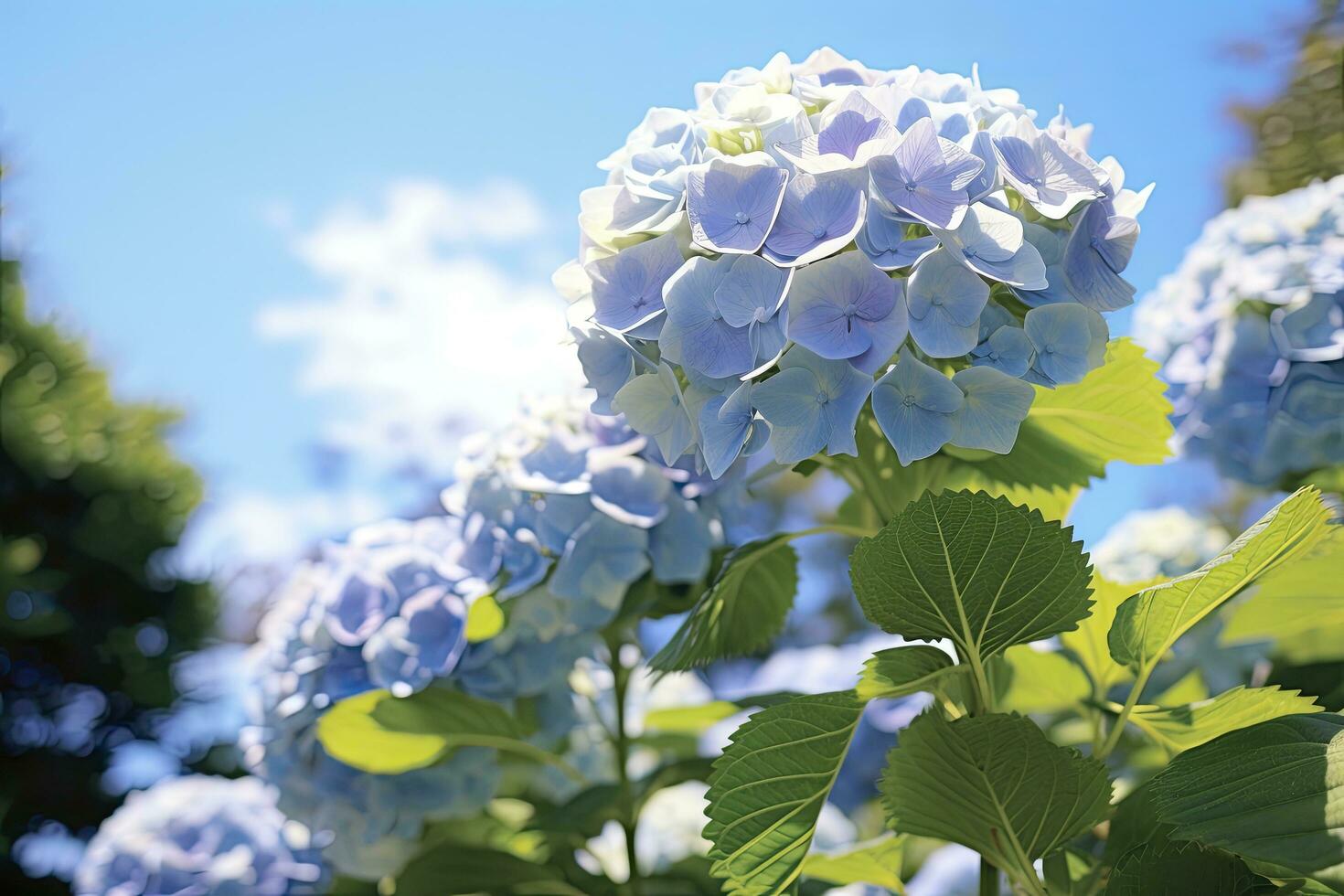 AI generated Close up view of blue french hydrangea with leaves under blue sky. photo