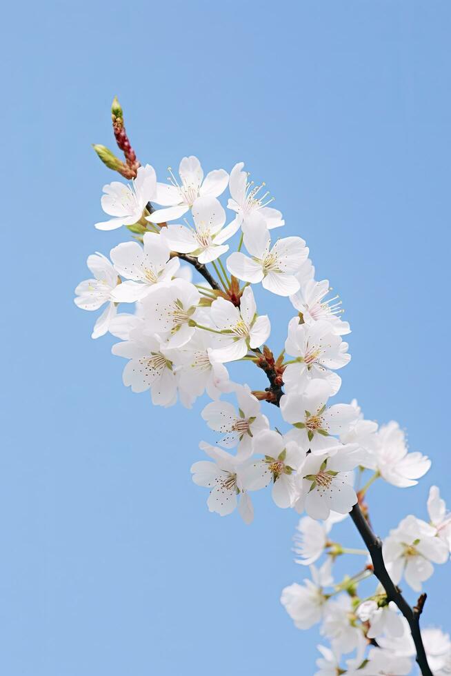 AI generated Cherry Blossom Against Clear Blue Sky.AI Generated. photo