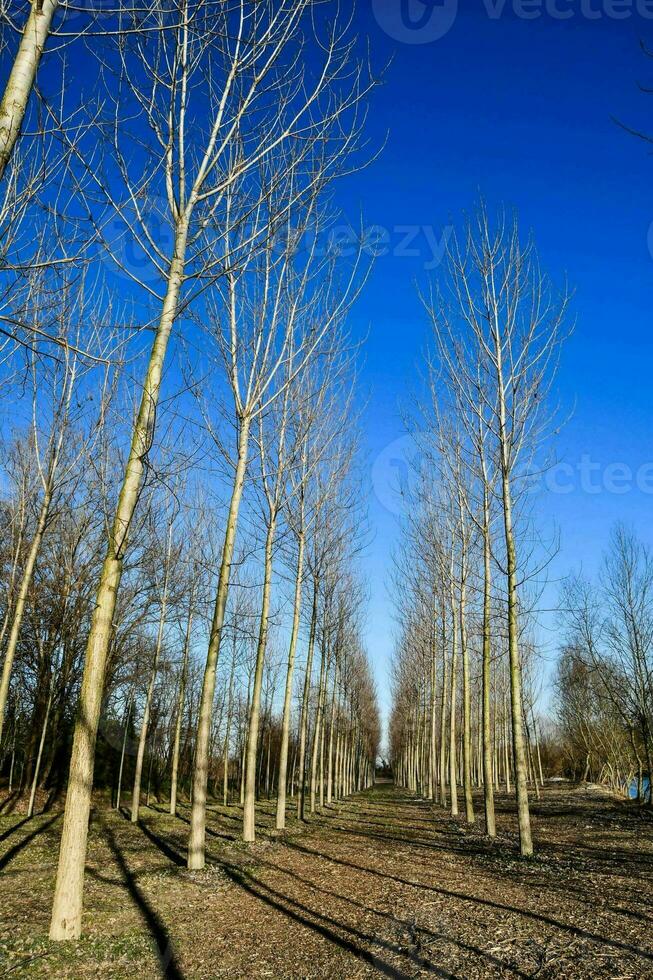 a row of bare trees in a field photo