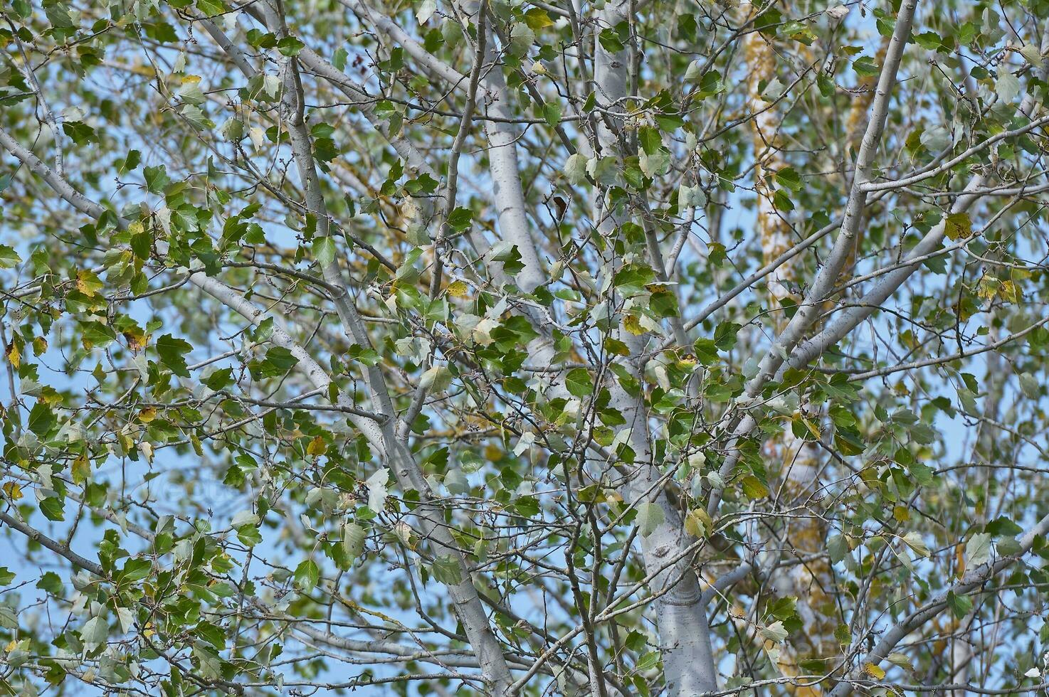 Autumn Poplar Tree Branch with Full Frame View of Nature's Beauty photo